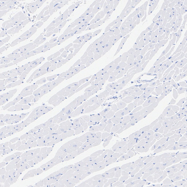 HA751613_4.jpg