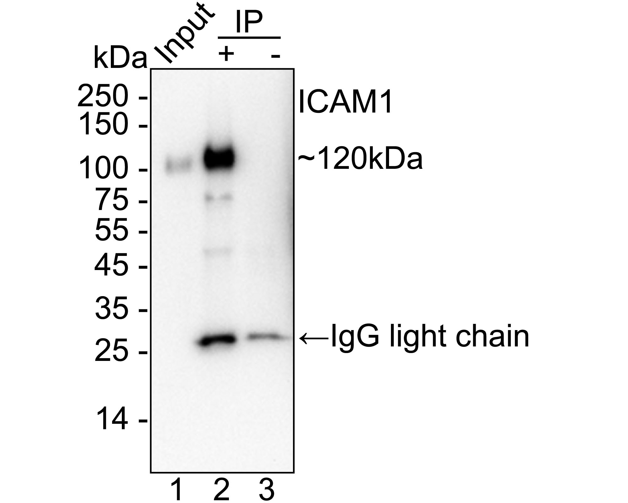 HA751626_6.jpg