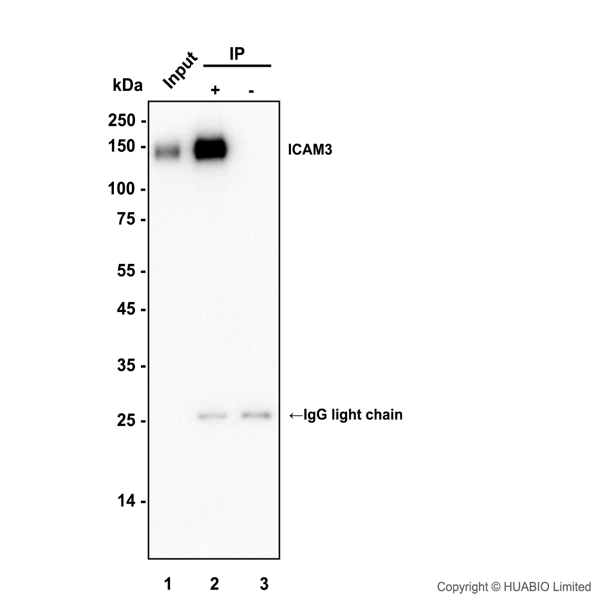 HA751779_9.jpg
