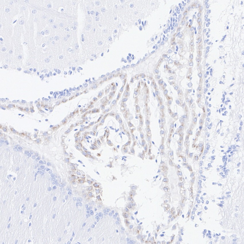 HA751784_6.jpg