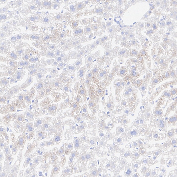 HA751784_8.jpg
