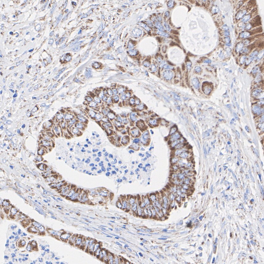 HA751813_6.jpg