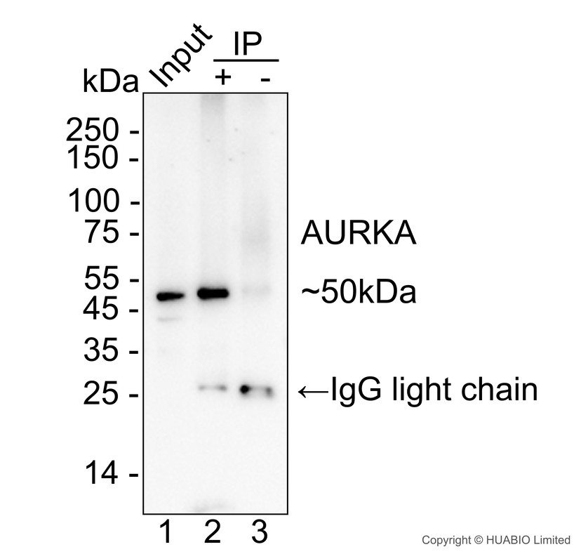 HA751816_4.jpg