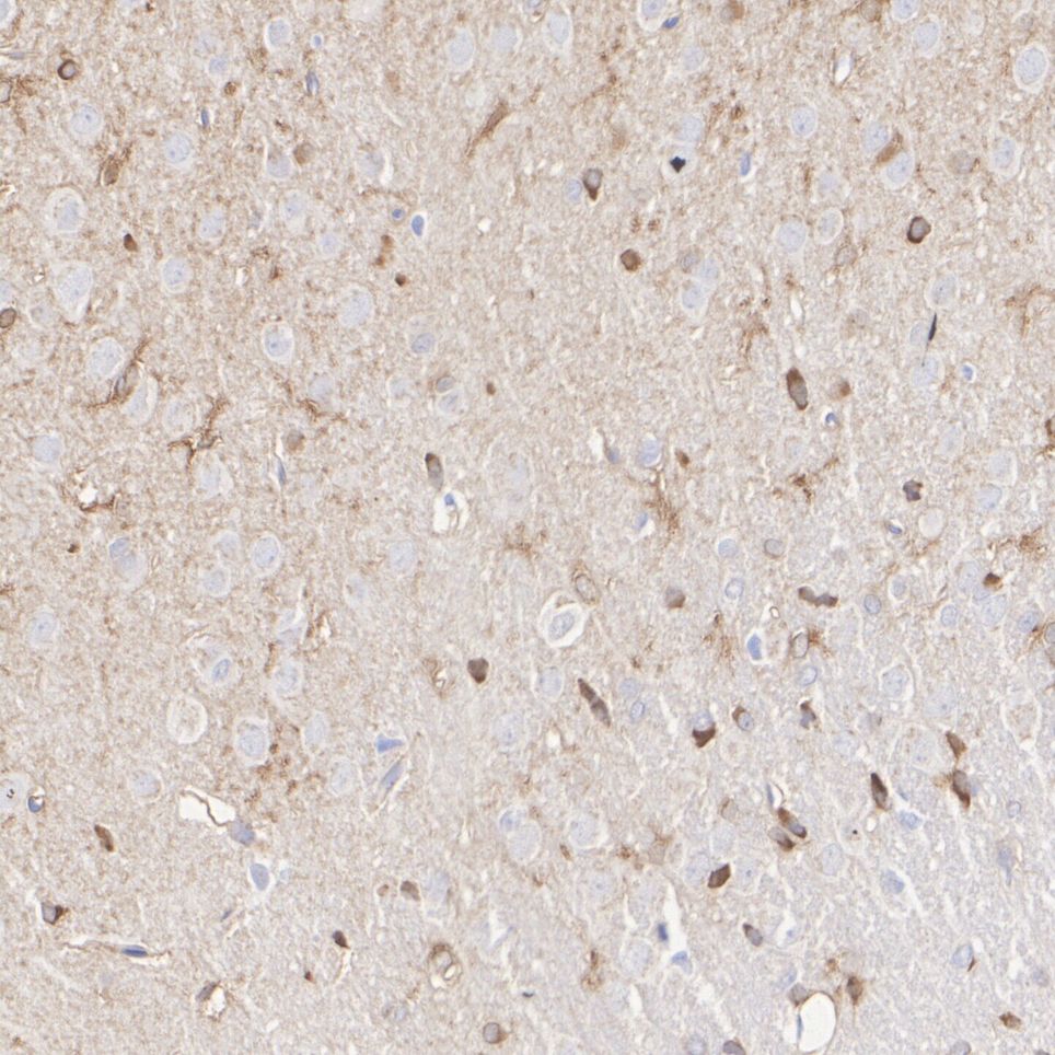 HA751818_9.jpg