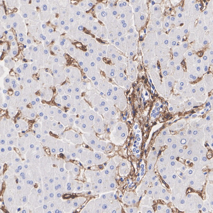 HA751819_8.jpg