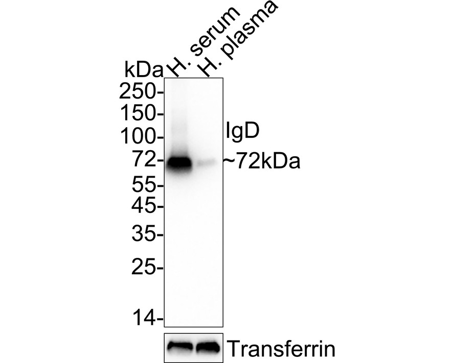 HA751821_1.jpg