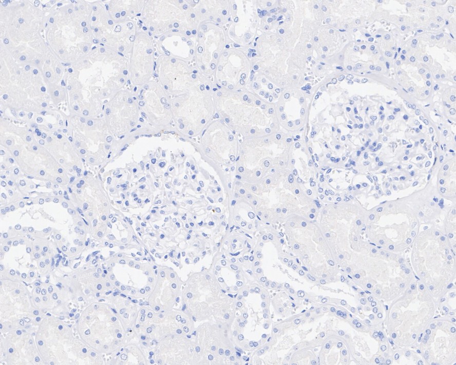 HA751823_6.jpg