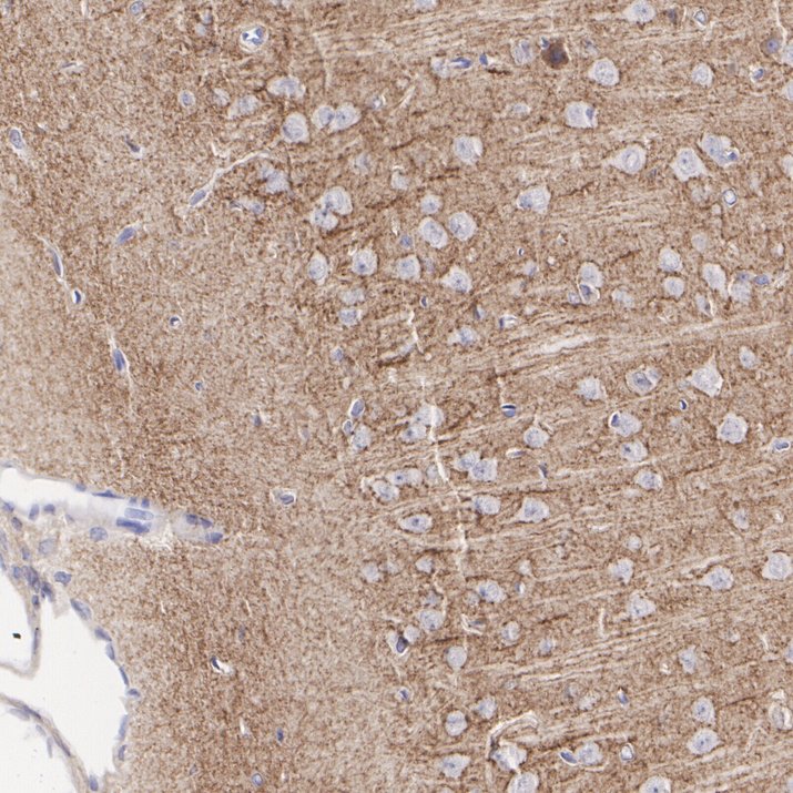 HA751824_6.jpg