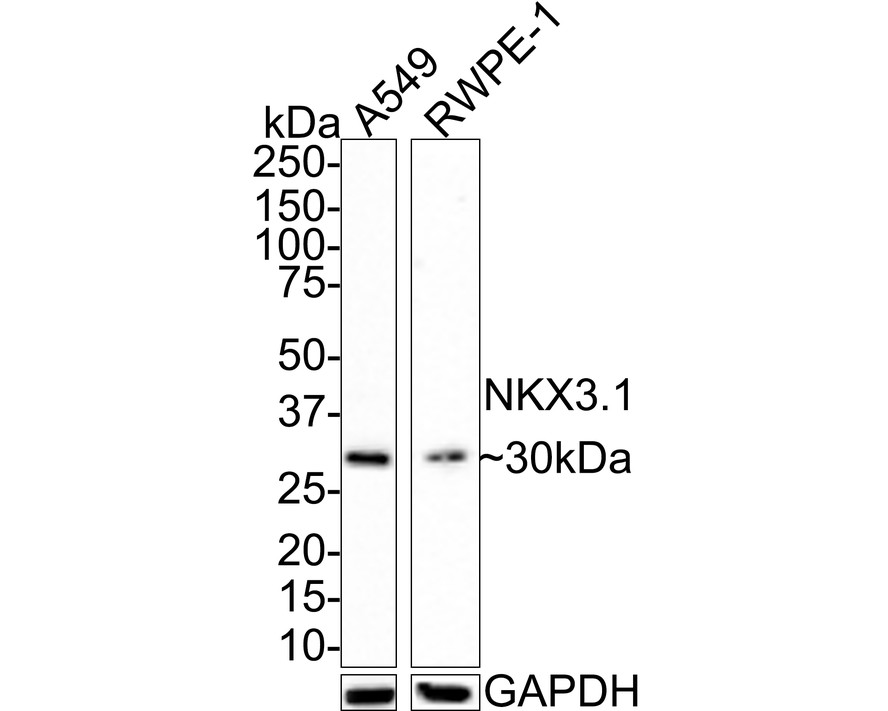 HA751825_1.jpg