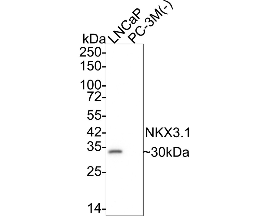 HA751825_2.jpg