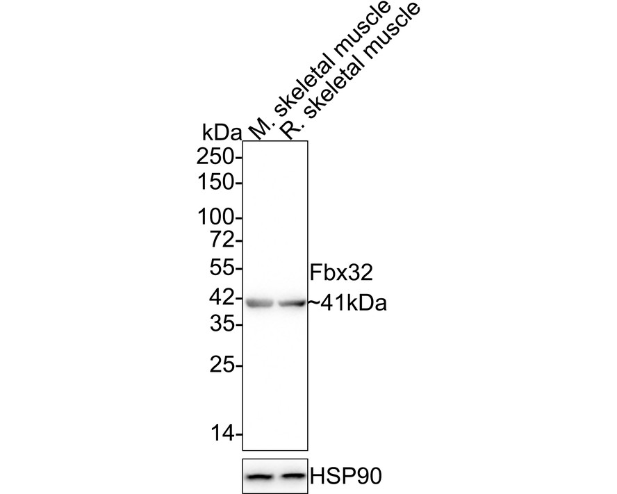 HA751828_1.jpg