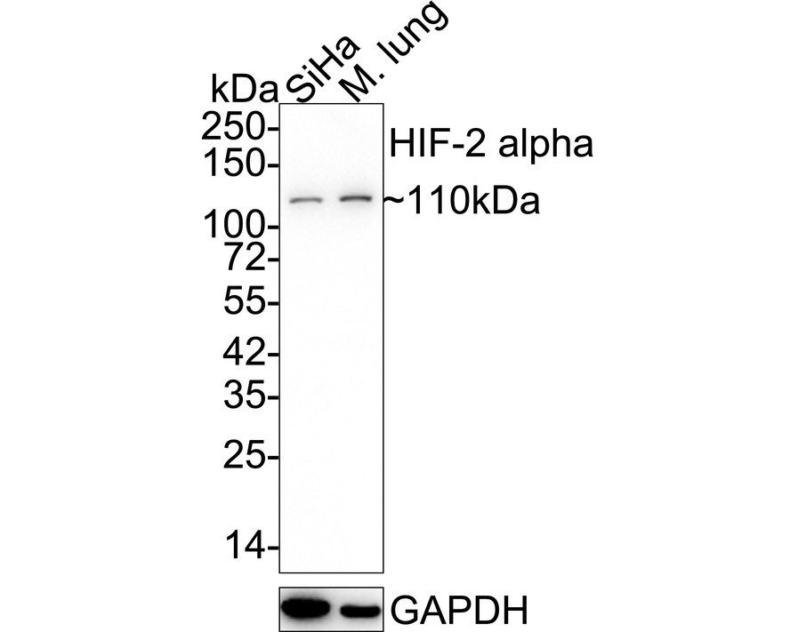 HA751829_1.jpg