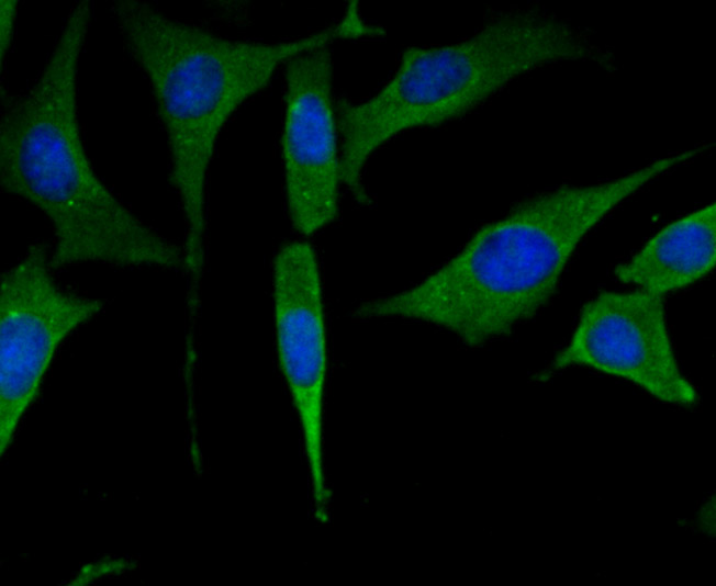 HA751831_5.jpg
