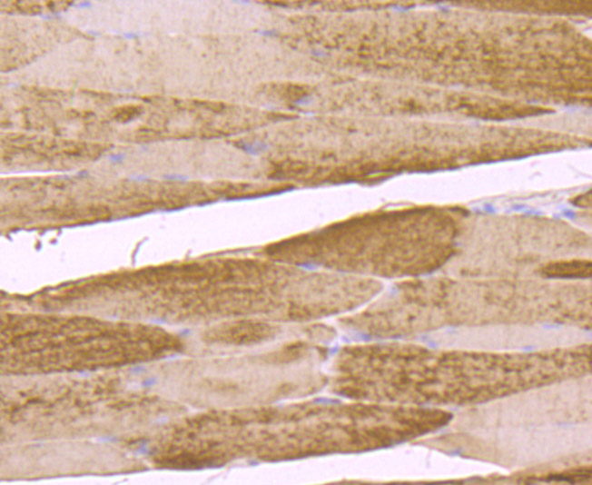 HA751831_8.jpg
