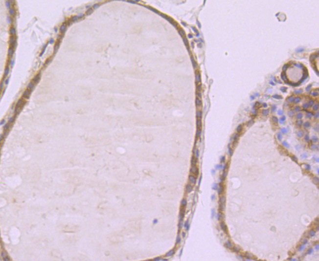 HA751831_9.jpg