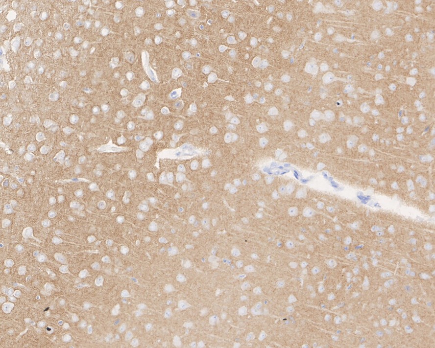 HA751832_5.jpg