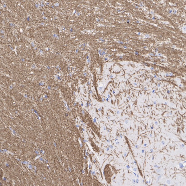 HA751833_4.jpg