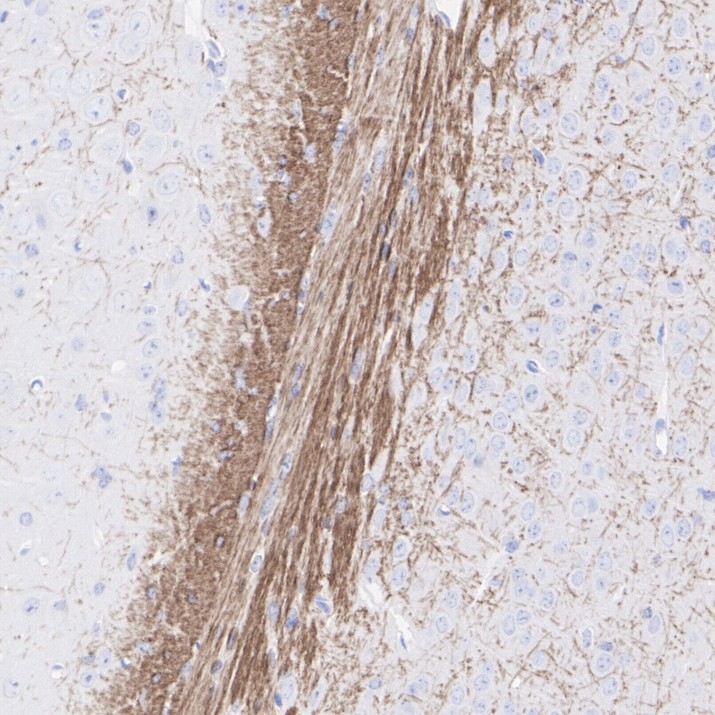 HA751833_5.jpg