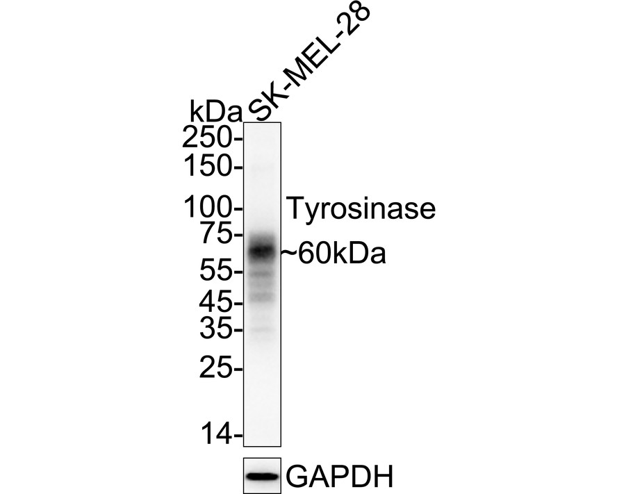 HA751836_1.jpg
