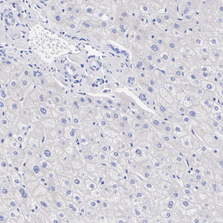 HA751836_6.jpg