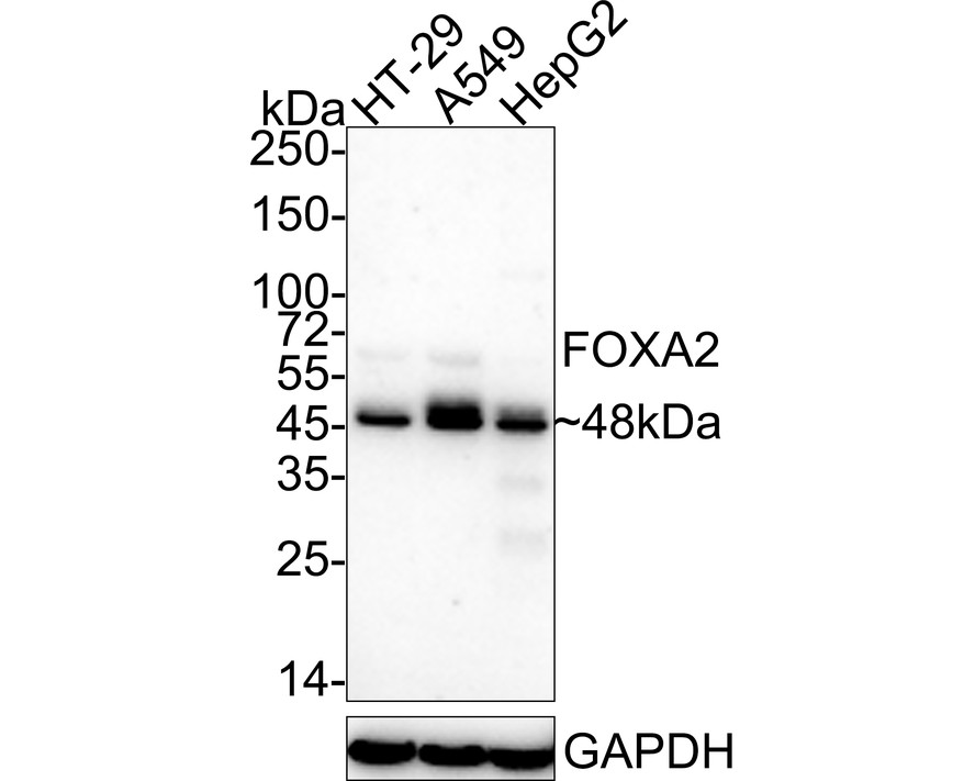 HA751839_3.jpg