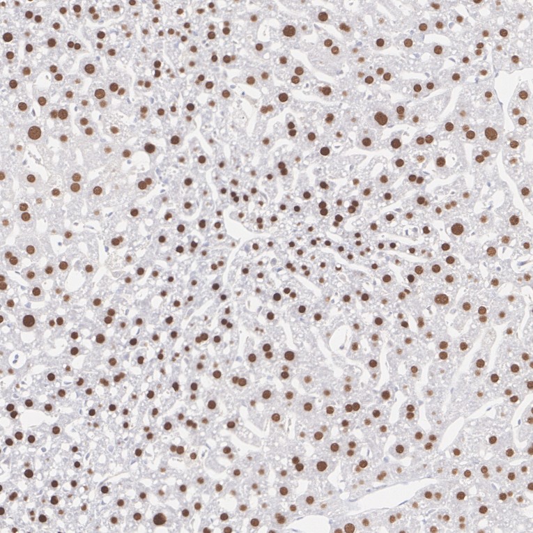 HA751839_4.jpg