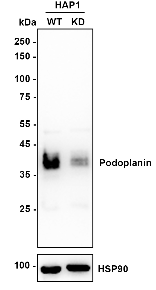 HA751841_1.jpg