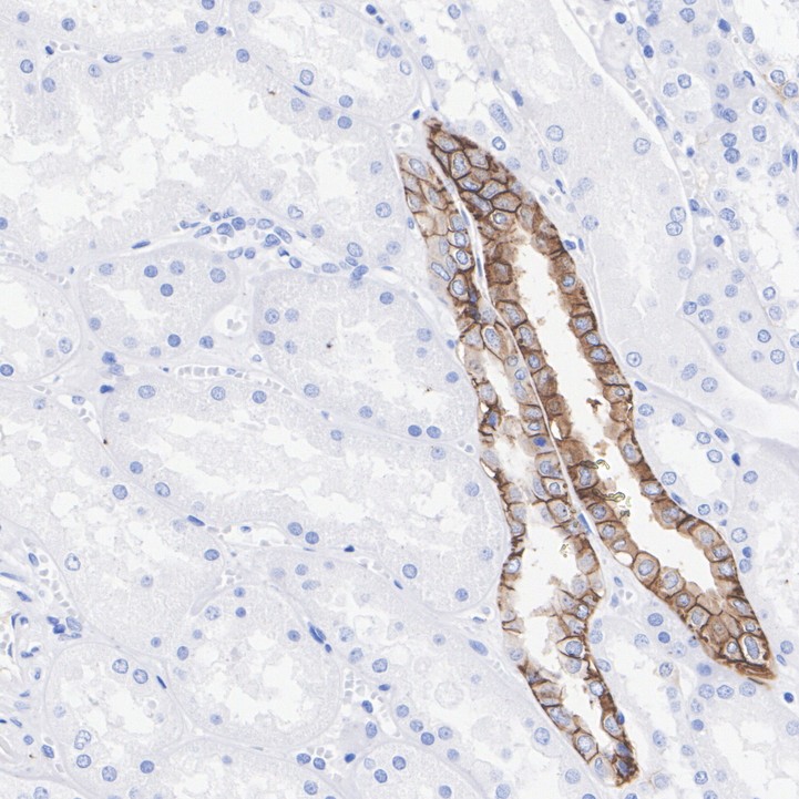 HA751842_2.jpg