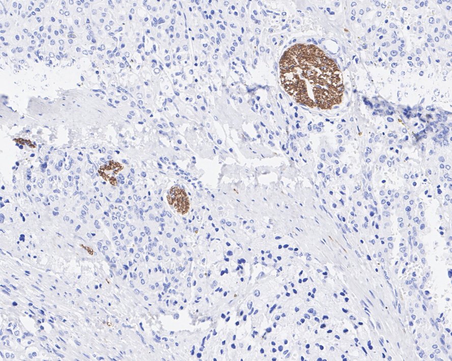HA751842_6.jpg