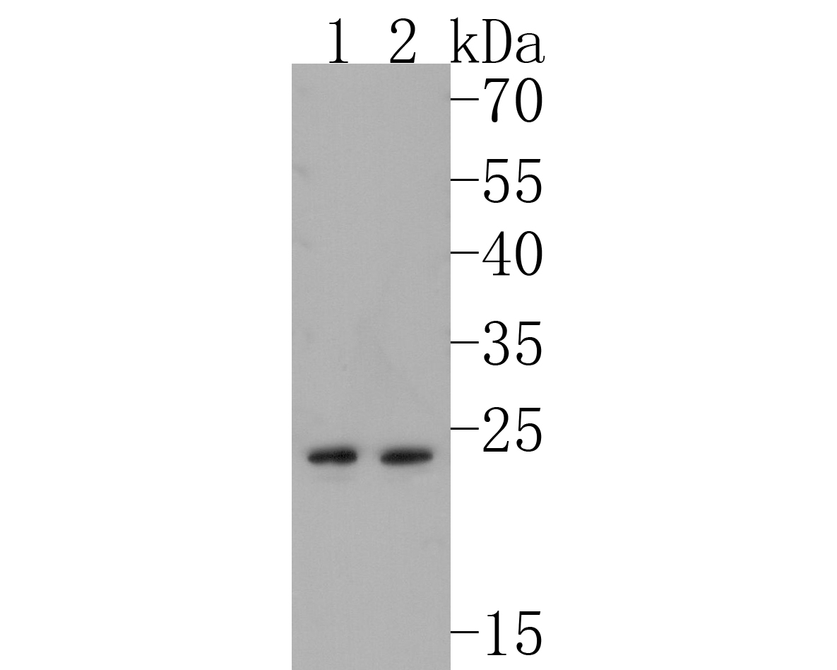 HA751848_2.jpg