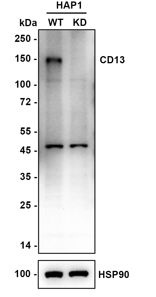 HA751849_1.jpg