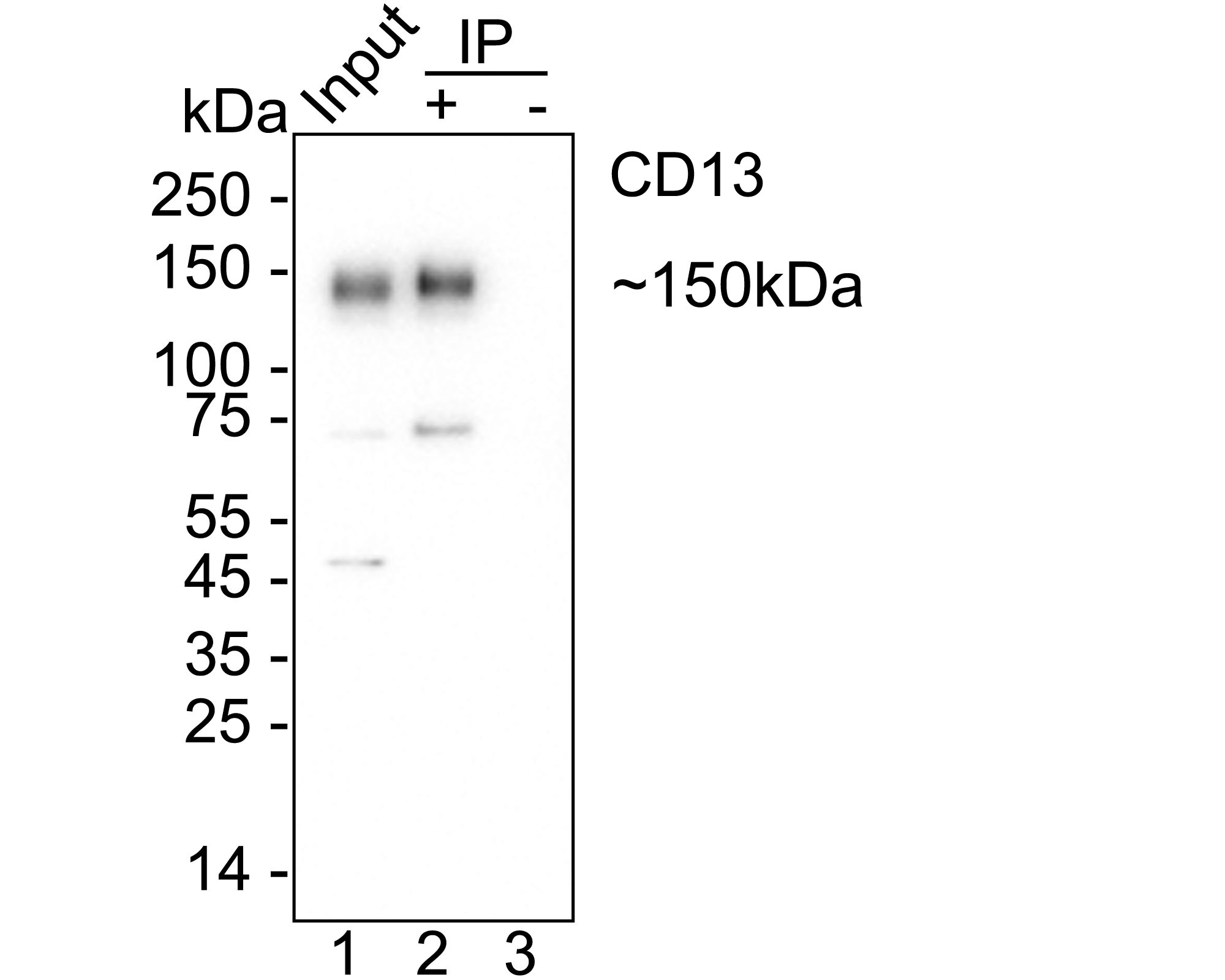 HA751849_4.jpg