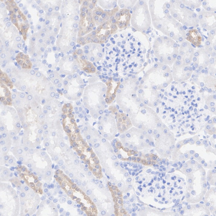HA751850_10.jpg