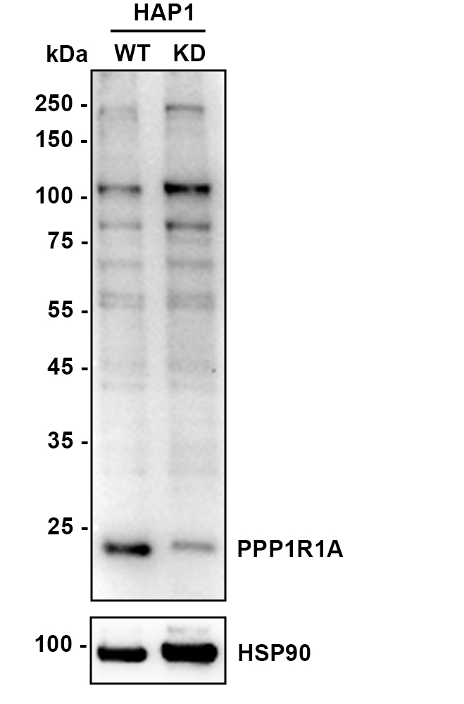 HA751850_2.jpg