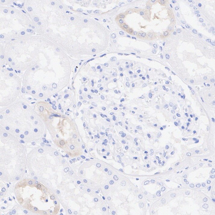 HA751850_6.jpg