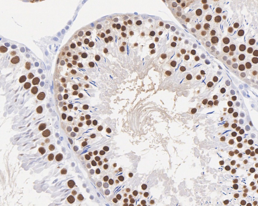 HA751852_6.jpg