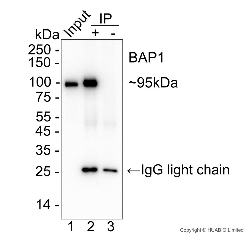 HA751866_3.jpg