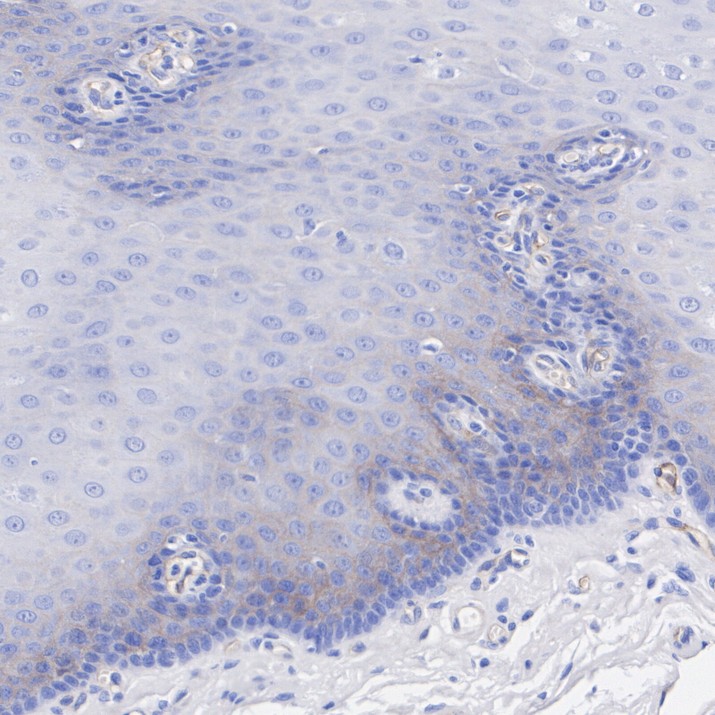HA751888_7.jpg