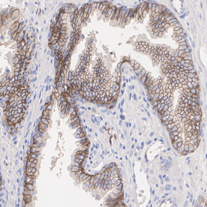 HA751903_4.jpg