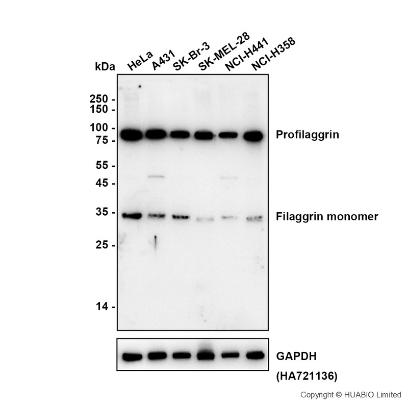 HA751907_1.jpg
