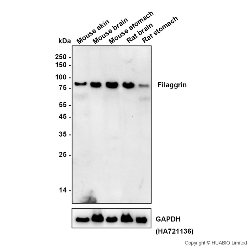 HA751907_2.jpg