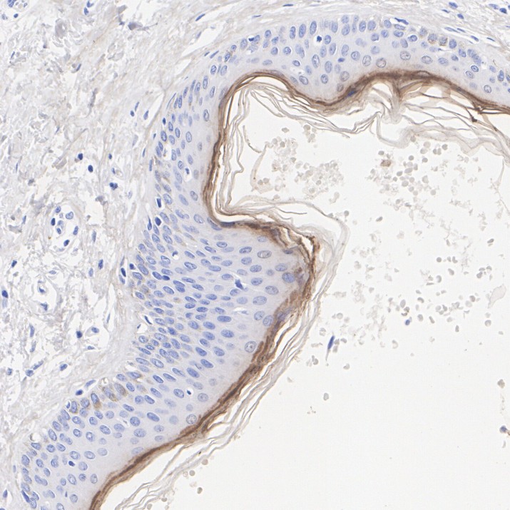 HA751907_4.jpg
