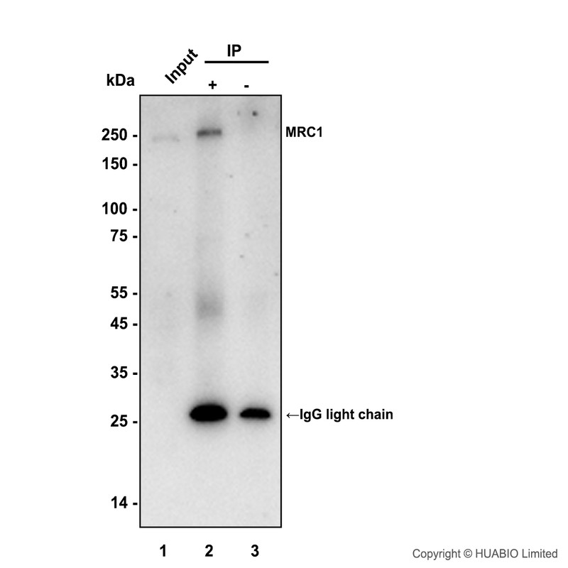 HA751919_6.jpg