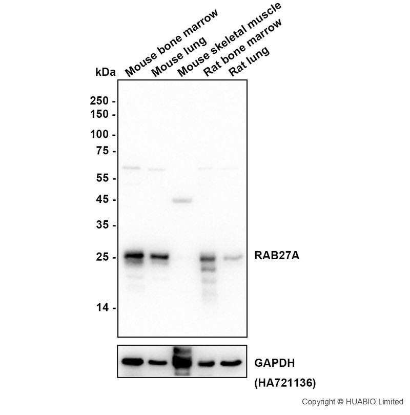 HA751925_3.jpg