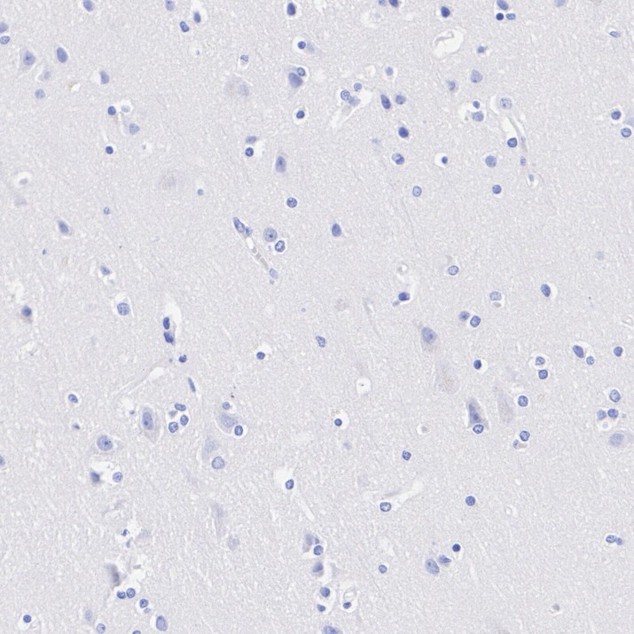 HA751925_7.jpg