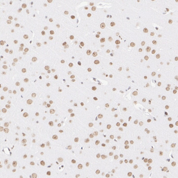 HA751933_5.jpg