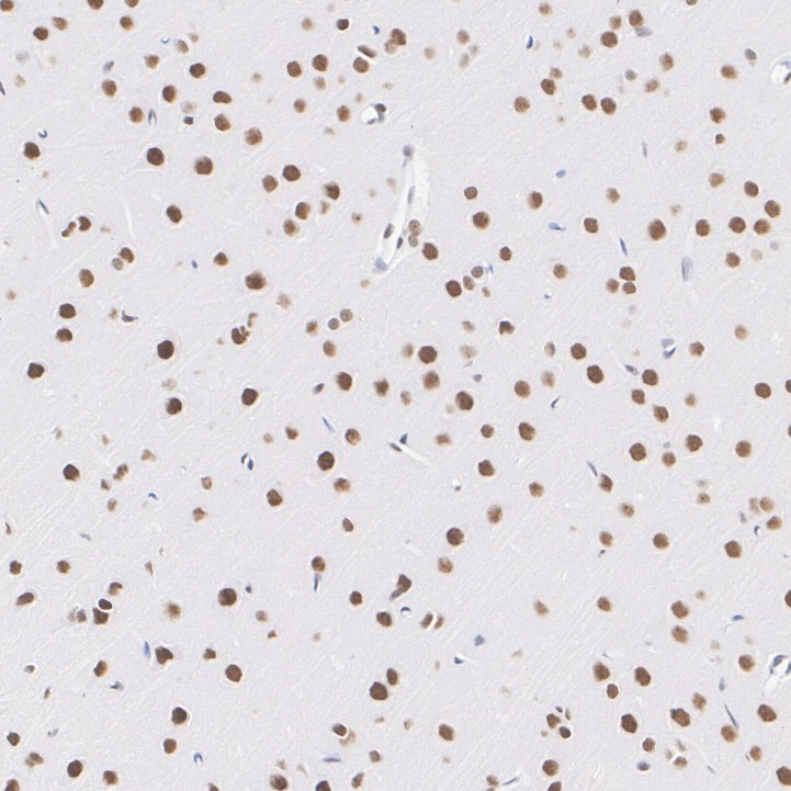 HA751933_6.jpg