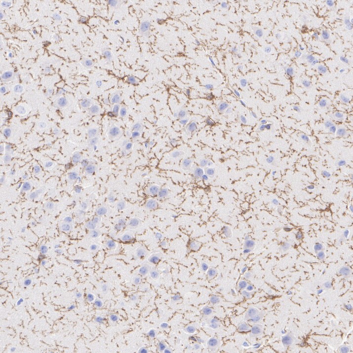 HA751947_5.jpg