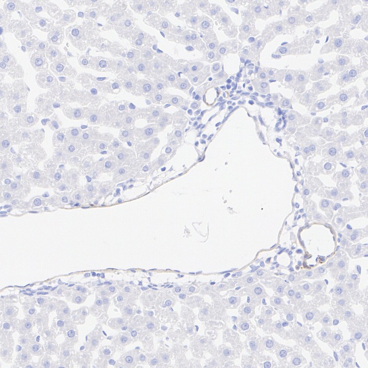 HA751947_8.jpg