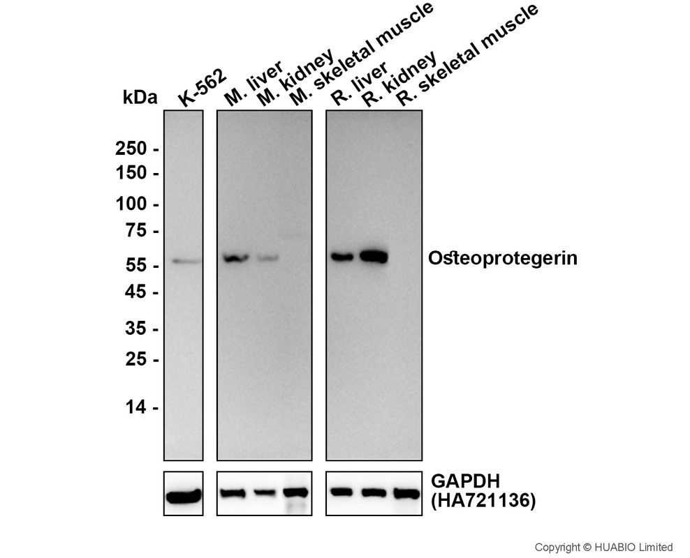 HA752036_1.jpg